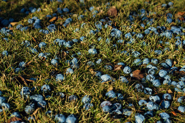 Plums in Grass