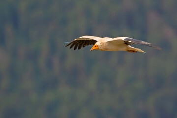 Ścierwnik, ścierwnik biały, białosęp (Neophron percnopterus) © Grzegorz
