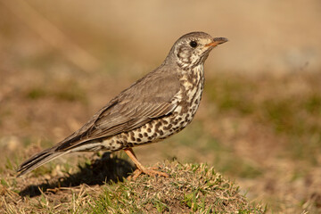 Paszkot (Turdus viscivorus)