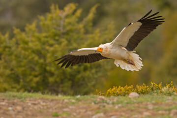 Ścierwnik, ścierwnik biały, białosęp (Neophron percnopterus) © Grzegorz