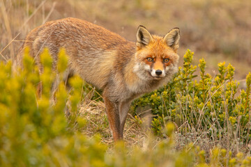 Lis (Vulpes vulpes) © Grzegorz