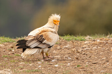 Ścierwnik, ścierwnik biały, białosęp (Neophron percnopterus)