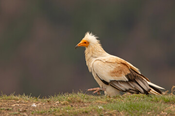 Ścierwnik, ścierwnik biały, białosęp (Neophron percnopterus) © Grzegorz