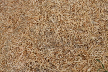 wheat field background