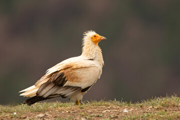 Ścierwnik, ścierwnik biały, białosęp (Neophron percnopterus) © Grzegorz