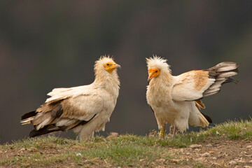 Ścierwnik, ścierwnik biały, białosęp (Neophron percnopterus) © Grzegorz