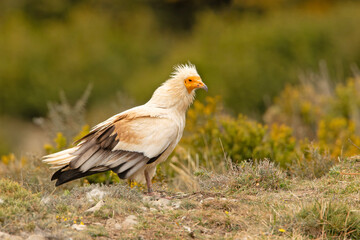 Ścierwnik, ścierwnik biały, białosęp (Neophron percnopterus) © Grzegorz