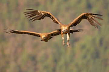 Sęp płowy (Gyps fulvus)