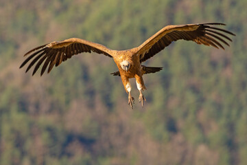 Sęp płowy (Gyps fulvus)