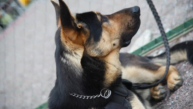 Close-up of beautiful cute young german shepherd on a leash sits, snifs and looks at the camera before training against the background of a fence on a cloudy day