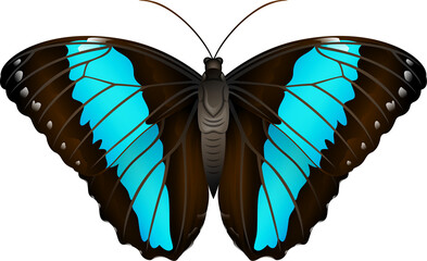 Blue Morpho Achilles Butterfly