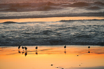 Gaviotas en la playa, atardecer, mar, oceano