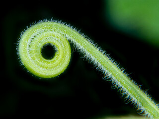 Close up green fern leaf.