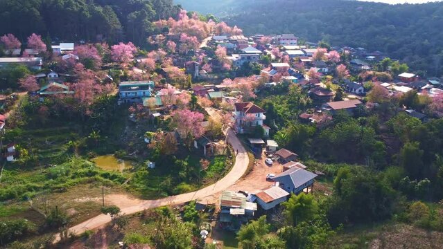 Aerial view of landscape Beautiful Wild Himalayan Cherry Blooming pink Prunus cerasoides flowers