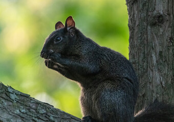 A black squirrel on its branch.