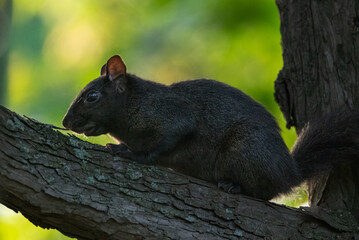 A black squirrel on its branch.