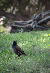 Obraz premium birds in nature