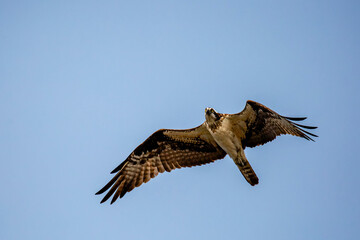 Osprey (Pandion haliaetus) flying under a clear blue sky
