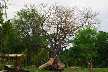 Paisaje natural, árboles. 