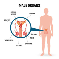 Medical infographic inside the male reproductive system in vector