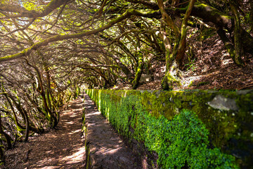 Scenic canal path covered with moss on a sunny day. 25 Fontes Waterfalls, Madeira Island, Portugal, Europe.