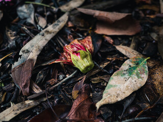 flower on the ground