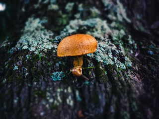 mushroom on a tree