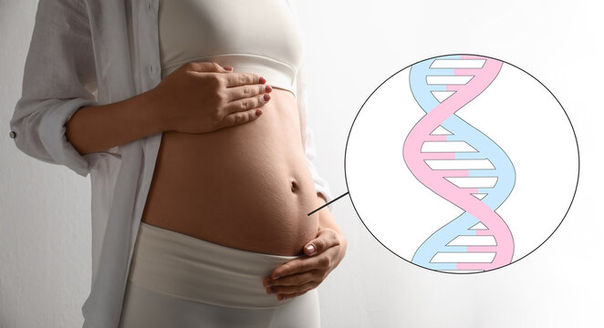 Noninvasive prenatal testing (NIPT), banner design. Pregnant woman on white background, closeup. Illustration of baby's DNA structure