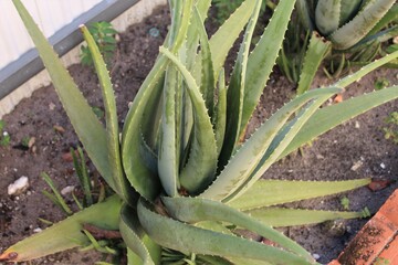 Aloe vera plant in garden