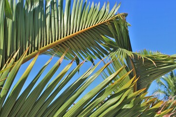 Background palm leaves and bright sun