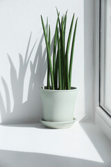 Beautiful potted sansevieria cylindrica plant on windowsill indoors