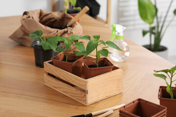 Seedlings growing in pots with soil on wooden table indoors