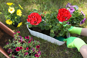 Gardener planting flowers in pot outdoors, top view