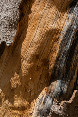 Fondo corteza de madera