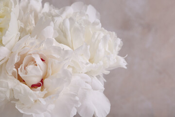 Beautiful white peonies on blurred background, closeup. Space for text