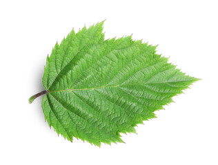 Fototapeta premium One fresh blackberry leaf isolated on white, top view