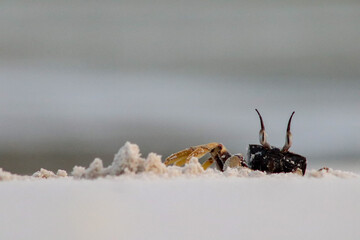 Ghosts crab