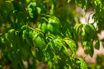 Macro de hojas en primavera
