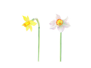 Set of watercolor daffodils isolated on transparent background. Hand drawn illustration. Design element. For cards, wedding invitations, mother's day, birthday, valentine's day, March 8, easter.