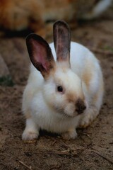 white rabbit on the grass