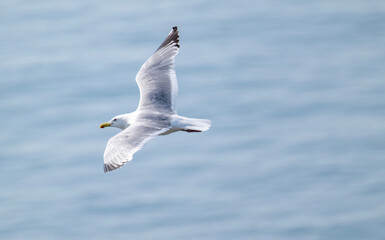 seagull in flight