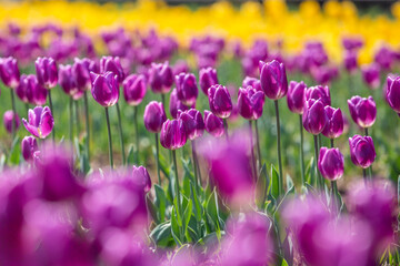 紫色の綺麗なチューリップ