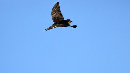 Barn Swallow in flight in the sky
