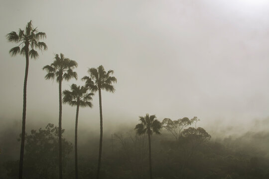 palm trees and tropical landscape in the fog