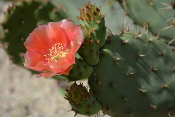 cactus in bloom