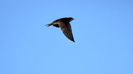 Barn Swallow in flight in the blue sky