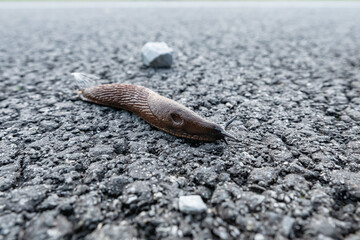 brązowy ślimak bez muszli swobodnie sunący na łonie natury po ciemnych kamieniach w tle drobne...