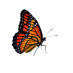 monarch butterfly flying