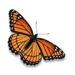Fototapeta na wymiar monarch butterfly flying