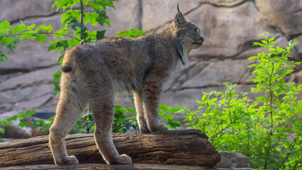 L'emblématique lynx.
